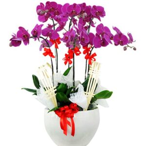 Lan Hồ Điệp Đẹp 07