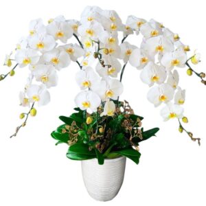 Lan Hồ Điệp Đẹp 08