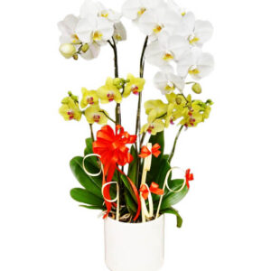 Lan Hồ Điệp Đẹp 09