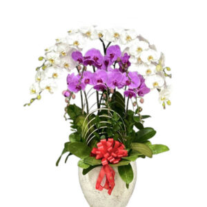 Lan Hồ Điệp Đẹp 01