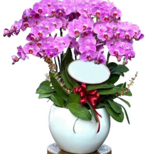 Lan Hồ Điệp Đẹp 17