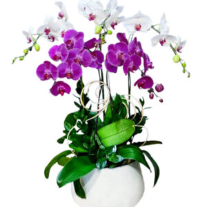 Lan Hồ Điệp Đẹp 13