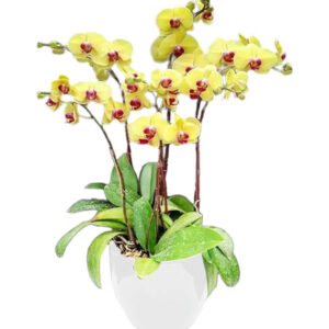 Lan Hồ Điệp Đẹp 14