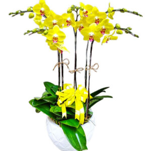 Lan Hồ Điệp Đẹp 15