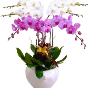 Lan Hồ Điệp Đẹp 16