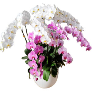 Lan Hồ Điệp Đẹp 18