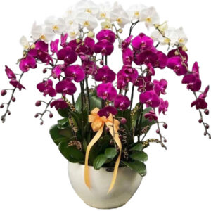 Lan Hồ Điệp Đẹp 20