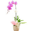 lan ho diep hong 01