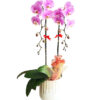 lan ho diep hong 02