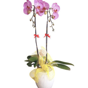 Lan Hồ Điệp Hồng 03