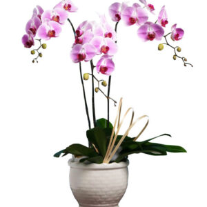 Lan Hồ Điệp Hồng 06