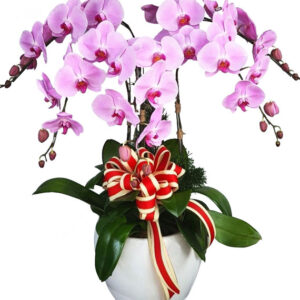 Lan Hồ Điệp Hồng 08