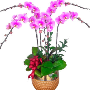 Lan Hồ Điệp Hồng 09