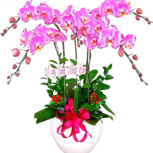 Lan Hồ Điệp Hồng 10