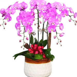 Lan Hồ Điệp Hồng 11