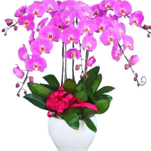 Lan Hồ Điệp Hồng 12