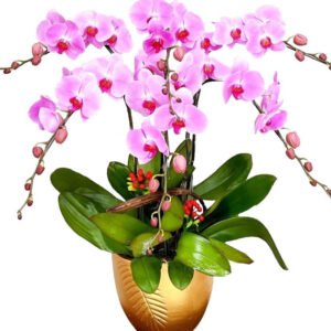 Lan Hồ Điệp Hồng 14