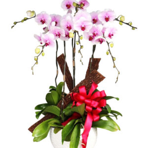 Lan Hồ Điệp Hồng 15