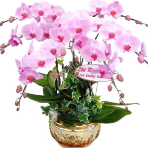 Lan Hồ Điệp Hồng 16