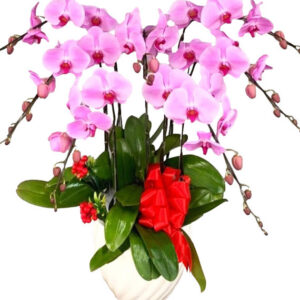 Lan Hồ Điệp Hồng 17