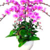 lan ho diep hong 19