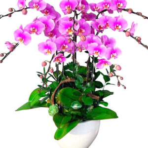 Lan Hồ Điệp Hồng 19