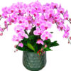 lan ho diep hong 21
