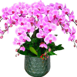 Lan Hồ Điệp Hồng 21