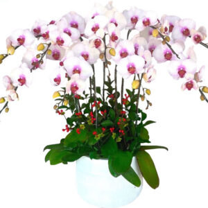 Lan Hồ Điệp Hồng 22