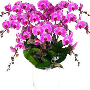 Lan Hồ Điệp Hồng 23