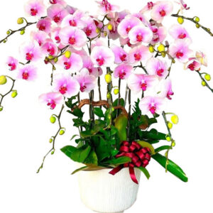 Lan Hồ Điệp Hồng 24