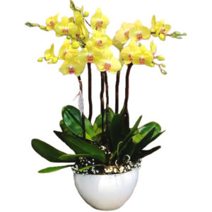 Lan Hồ Điệp Khai Trương 02