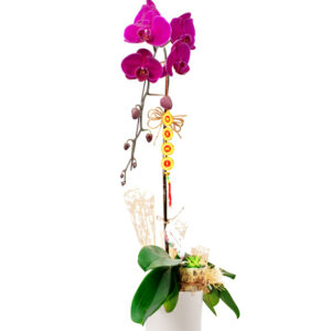 Lan Hồ Điệp Khai Trương 03