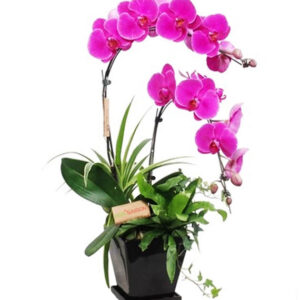 Lan Hồ Điệp Khai Trương 04