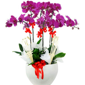 Lan Hồ Điệp Khai Trương 06