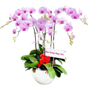 Lan Hồ Điệp Khai Trương 07