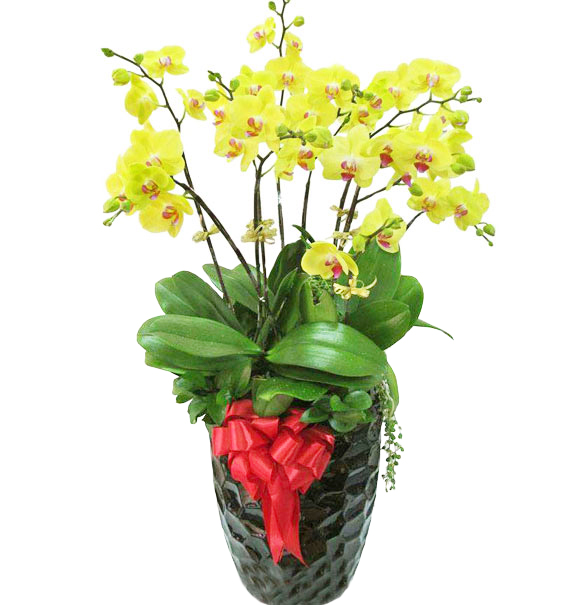 Lan Hồ Điệp Khai Trương 10 1 lan ho diep khai truong 10