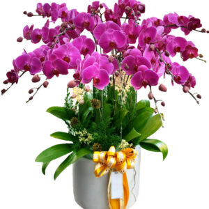 Lan Hồ Điệp Khai Trương 11