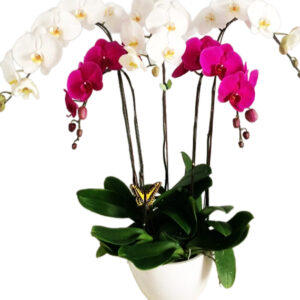 Lan Hồ Điệp Khai Trương 12