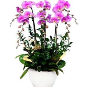 Lan Hồ Điệp Khai Trương 14