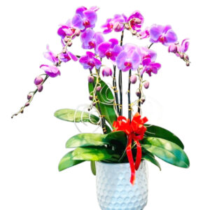 Lan Hồ Điệp Khai Trương 16