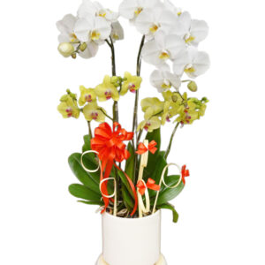 Lan Hồ Điệp Khai Trương 17