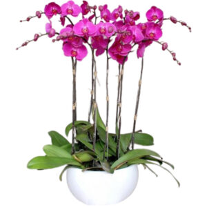 Lan Hồ Điệp Khai Trương 18