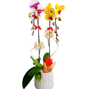 Lan Hồ Điệp Nhiều Màu 01