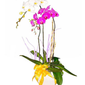 Lan Hồ Điệp Nhiều Màu 02