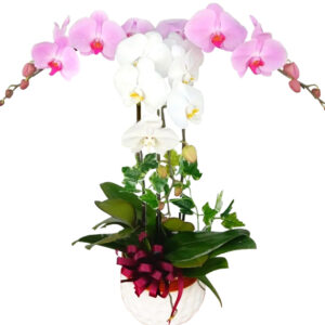 Lan Hồ Điệp Nhiều Màu 06