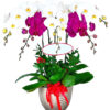 lan ho diep nhieu mau 07