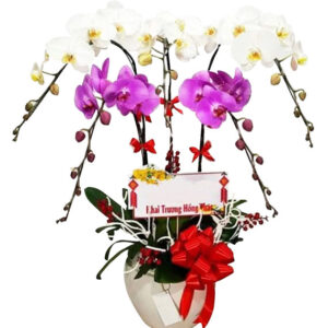 Lan Hồ Điệp Nhiều Màu 09