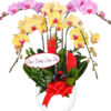 lan ho diep nhieu mau 10