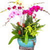 lan ho diep nhieu mau 12